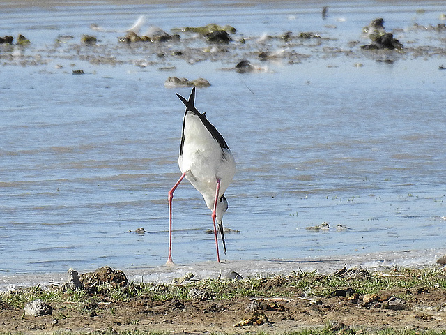 20170518 1595CPw [A+H] Stelzenläufer (Himantopus himantopus), Neusiedler See