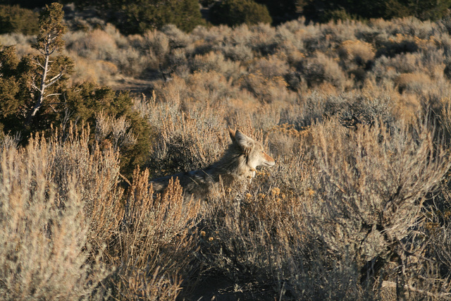 Coyote