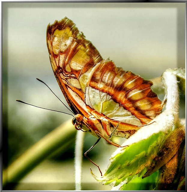 Malachit bzw. Bambuspage. (Siproeta stelenes) ©UdoSm