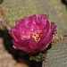 Beavertail Pricklypear