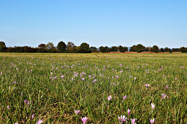 Die Wiese am Sportflugplatz