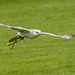 Chester cathedral falconry26