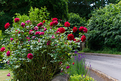 Roses in Old Road
