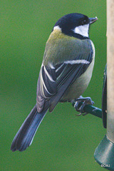 Great Tit