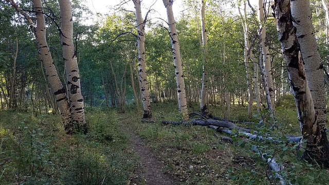 Aspens again!