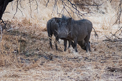 Namibia-0690