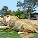 Lioness Eating