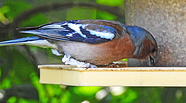 20230605 0614CPw [D~LIP] Buchfink (Fringilla coelebs), Bad Salzuflen