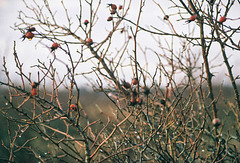 Rosehips Rosehips