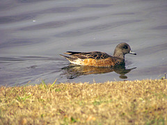 American Widgeon