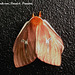 P014RG Cerodirphia sp.?