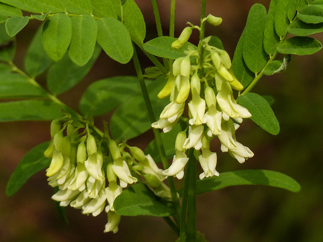 Creamy peavine / Lathyrus ochroleucus