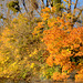 Couleurs d'Automne à Anet