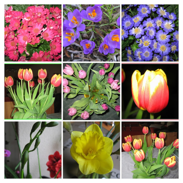 Blumen / Flowers - Indoor / Collage