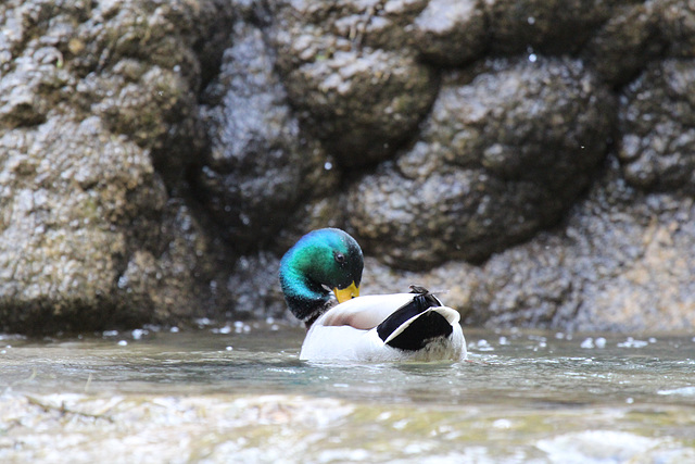 toilette