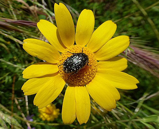 Large beetle on flower