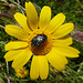 Large beetle on flower
