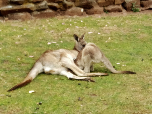 Eastern Grey kangaroo and joey