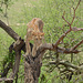 Tarangire, Lioness before a Jump