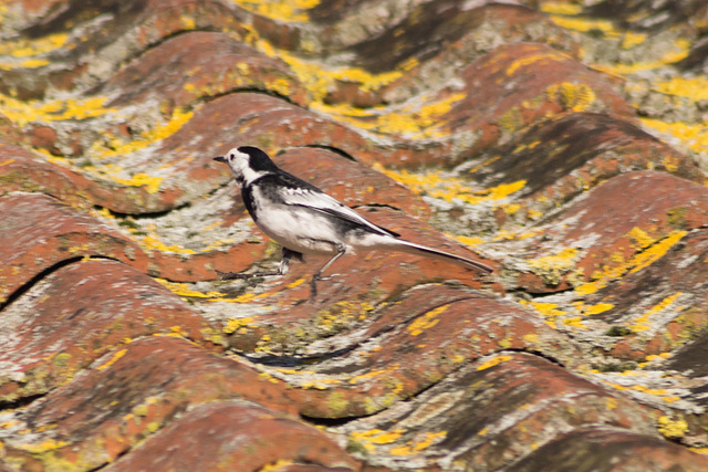 Pied Wagtail #01