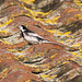 Pied Wagtail #01