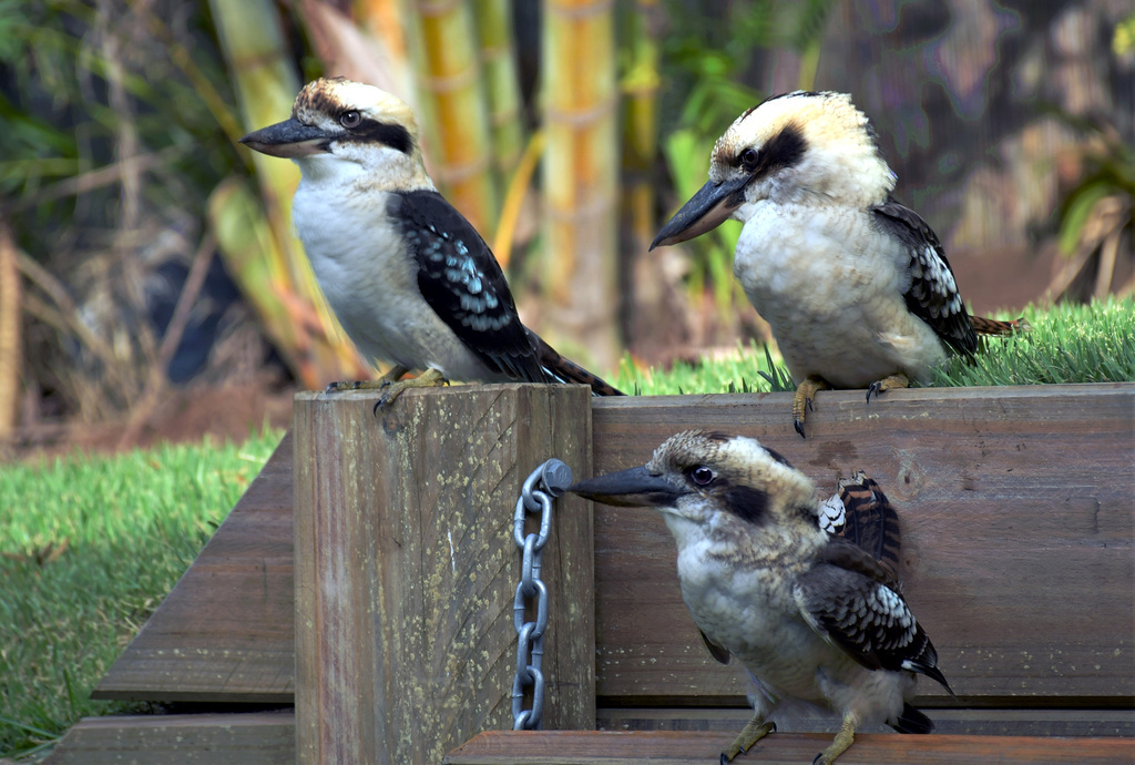 Kookaburras happy on a fence