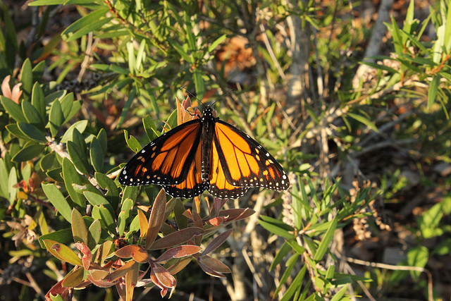 Butterfly