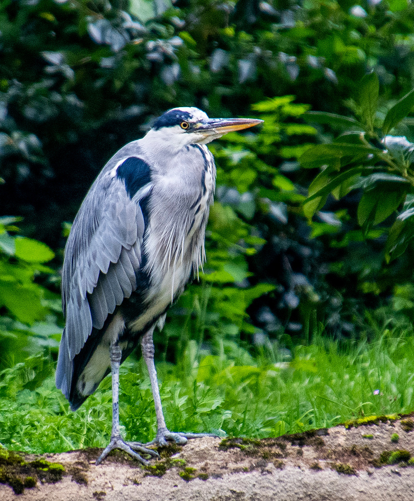 Heron