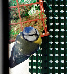 Allo Allo les Bretons Comptage des oiseaux ce week end