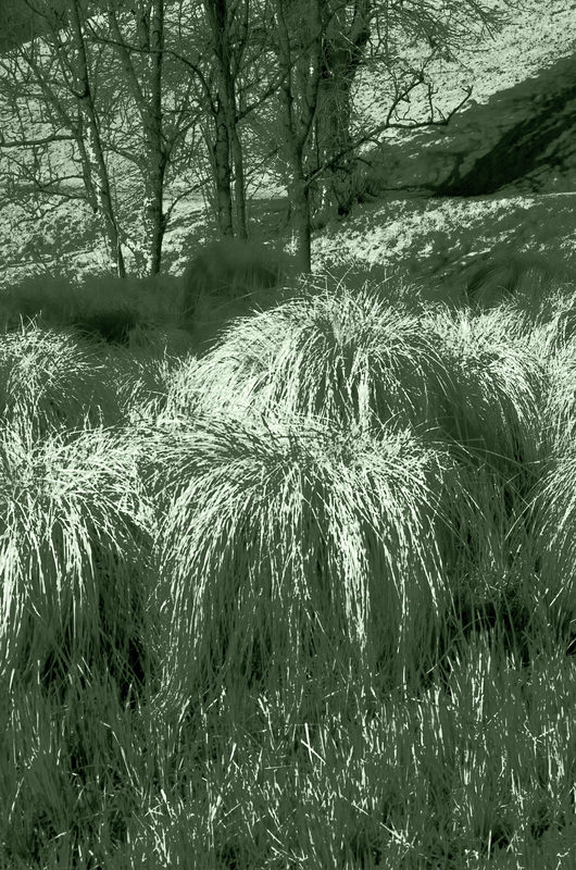 Tussocks