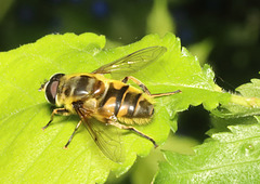 HoverflyIMG 2695