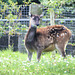 Newquay Zoo (6) - 24 September 2020