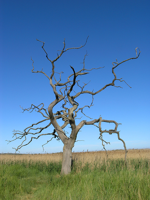 RIVER ALDE