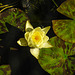 20210909 2819CPw [D~LIP] Seerose (Nymphaea) gelb, Bad Salzuflen