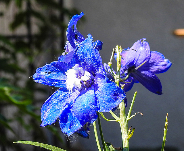 20230605 0617CPw [D~LIP] Rittersporn (Delphinium grandiflorum), Bad Salzuflen