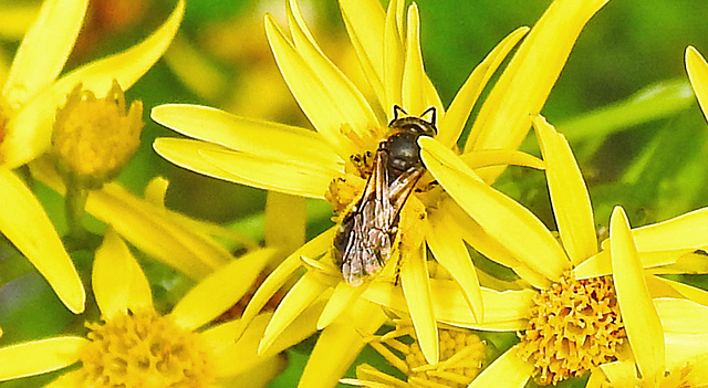 20230722 2858CPw [D~LIP] Jakobs-Greiskraut, Schmalbiene (Lasioglossum agg), BS