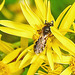 20230722 2858CPw [D~LIP] Jakobs-Greiskraut, Schmalbiene (Lasioglossum agg), BS