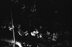 Night Cherry blossoms 05