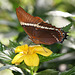 Rost-Spitzen-Blatt