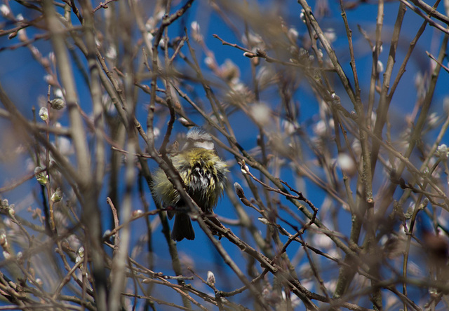 mésange bleue - l'étang Neuf - vers Sainte Olive