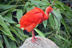 Roter Ibis