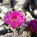 Beavertail Pricklypear