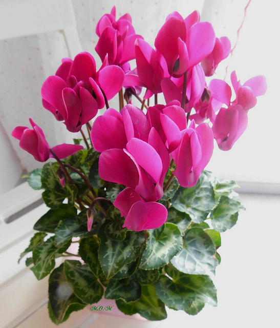 Mon cyclamen...