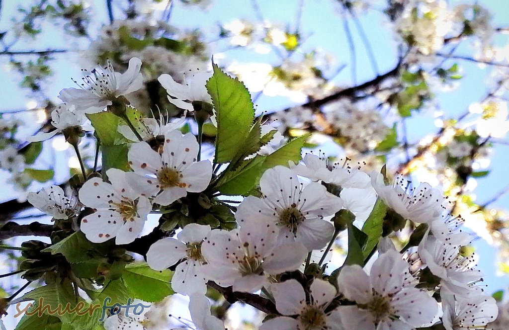 Kirschblüten