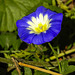 20210909 2820CPw [D~LIP] Dreifarbige Winde (Convolvulus tricolor), Bad Salzuflen