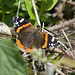 Red Admiral Butterfly