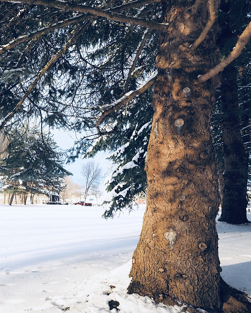 Winter Walk in the Park.