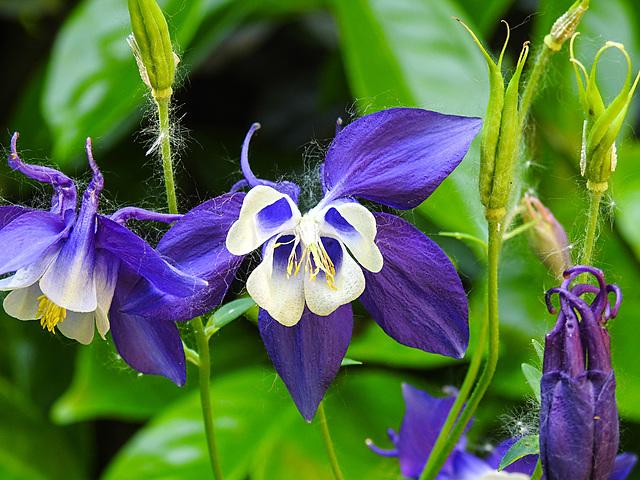 20230605 0618CPw [D~LIP] Akelei (Aquilegia vulgaris agg), Bad Salzuflen