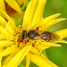 20230722 2859CPw [D~LIP] Jakobs-Greiskraut, Schmalbiene (Lasioglossum agg), BS