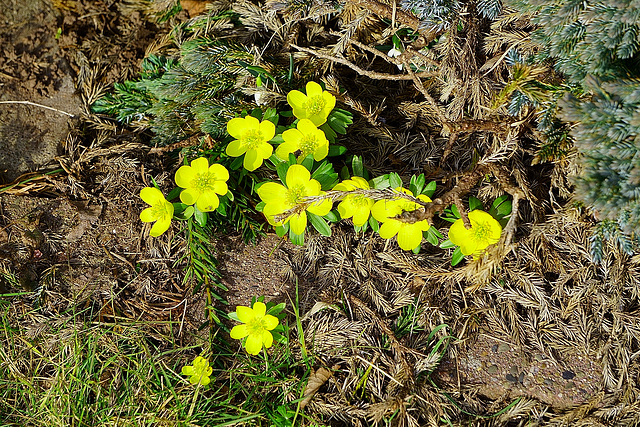 Winterlinge in unserem Garten